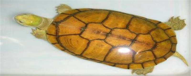 黄喉水龟和中华草龟的区别在哪 黄喉龟是草龟吗