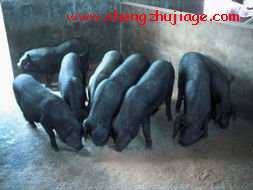 北京黑猪品种介绍（北京黑猪品种介绍图片）