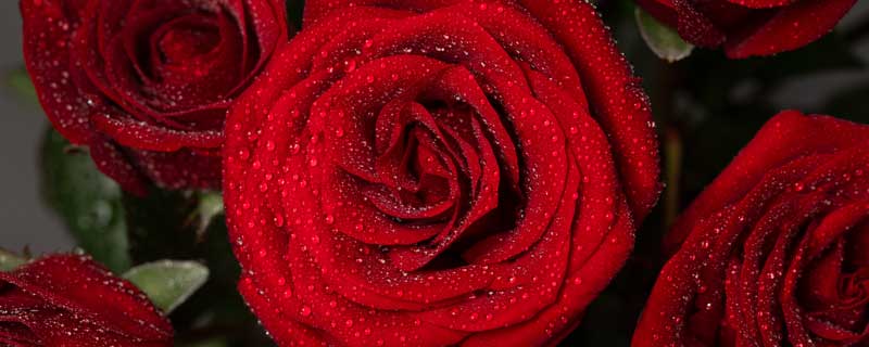 形容玫瑰花的唯美句子 形容玫瑰花唯美的句子