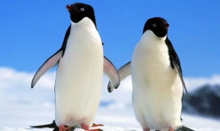 企鹅属于哺乳动物吗（企鹅是一种哺乳动物还是卵生动物）