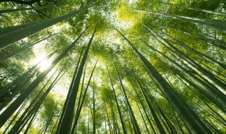 竹子属于哪一类植物（竹子属于哪一类植物第二人生）