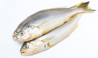 鱼白的营养价值及功效 青鱼鱼白的营养价值及功效