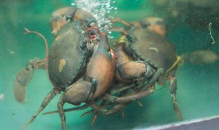 螃蟹为什么吐沫 螃蟹为啥吐沫