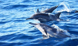 海豚寿命 海豚寿命最长多少年