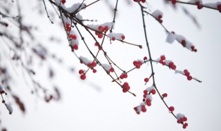 瑞雪兆丰年意思（瑞雪兆丰年的谚语）