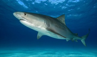 鲨鱼为什么不停地游泳 鲨鱼不停地游泳是因为什么