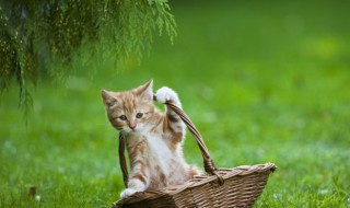 梦见被猫抓了什么意思 梦到猫被猫抓