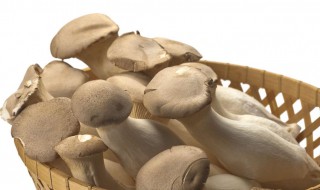 鸡腿菇和杏鲍菇的区别 鸡腿菇和杏鲍菇的区别茶树菇