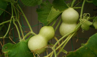 葫芦苗几月份种植最合适 葫芦几月份育苗