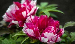 美丽漂亮的石楠花与石楠果 石楠花介绍