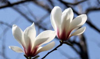 木兰花的花语是什么 木兰花的含义