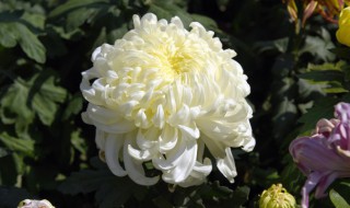白菊花的传说 白菊花的花语