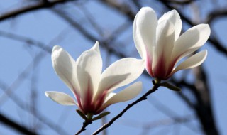 关于赞美木兰花的诗句有哪些 赞美木兰花的古诗