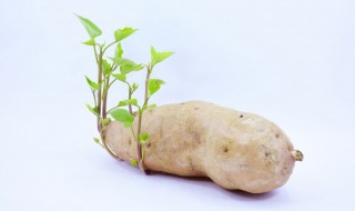 怎么保存番薯不发芽 番薯如何存放不发芽