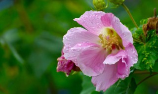芙蓉花花语是什么（芙蓉花的花语是什么?）