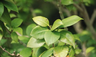 大叶黄杨怎么栽培 大叶黄杨的种植与养护