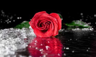 11朵红玫瑰花语是什么（红玫瑰花语12朵）
