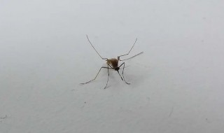 为什么蚊子喜欢在耳朵旁边飞 为什么蚊子喜欢在耳朵旁边飞怎么办