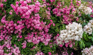福禄考花语是什么（福禄考花风水花语）