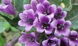 紫花地丁的营养价值 紫花地丁的药用价值