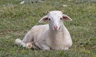羊腰子是羊的睾丸吗（羊腰子和羊睾丸是一个东西吗）