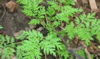 青蒿是裸子植物吗 青蒿是什么裸子植物吗