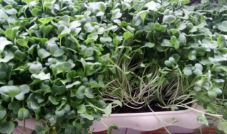 萝卜芽苗菜怎么种植 萝卜苗芽苗菜怎么种植