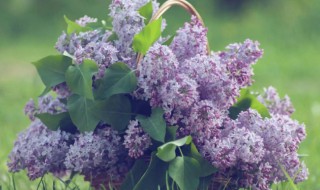 紫丁香是什么植物 紫丁香是什么植物类别