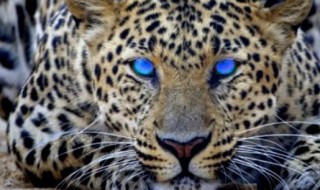 金钱豹是几级保护动物 金钱豹是几级保护动物击杀一级保护动物