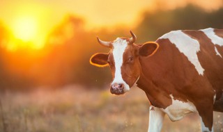 如何人工受精乳牛和小母牛 奶牛如何受精
