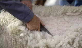 绵羊的毛可以做成什么 绵羊的毛用来做什么
