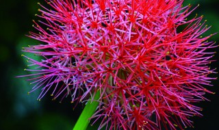 网球花盆栽怎么养 网球花的种植及护理