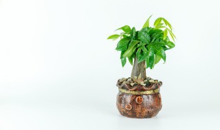 过年送什么盆栽给朋友好（适合送给朋友的盆栽）