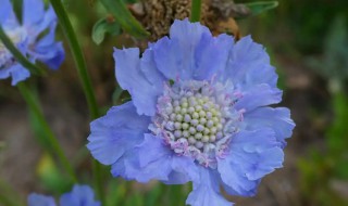 蓝色花盆栽什么花好看 蓝色的什么花好看