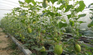 哈密瓜的籽种盆栽教程 哈密瓜籽种植