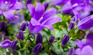 紫色桔梗花的花语 紫色桔梗花的花语和图片