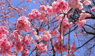 西洋樱花的花语（日本樱花的花语）
