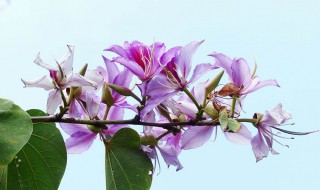 紫荆什么时候开花（宫粉紫荆什么时候开花）