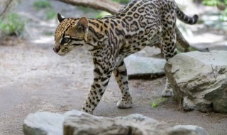 豹猫是国家几级保护动物 豹猫是国家保护动物吗