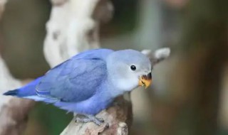 蓝白色的鹦鹉是什么品种的鹦鹉