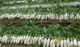白萝卜怎么种植能高产 白萝卜高产栽培技术