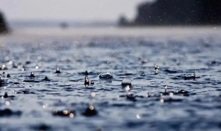 下雨天不怕雨淋是什么动物 哪些动物不怕雨淋