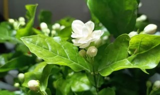 银丝茉莉什么时候开花（垂丝茉莉什么时候开花）