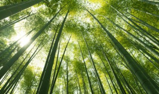 竹的象征意义是什么 兰花和竹子的象征意义是什么