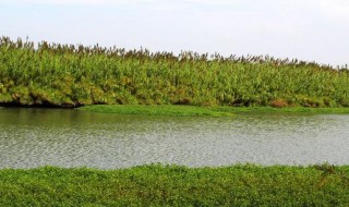 沙家浜芦苇荡里有哪些著名景点（沙家浜芦苇荡风景区位于哪里）