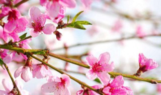 桃花的花语和象征意义 桃花的含义和象征意义