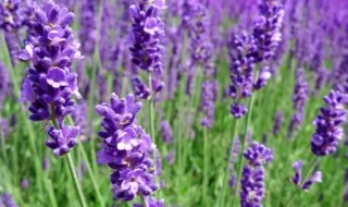 紫色薰衣草的花语是什么（紫色薰衣草的花语是什么 ?）