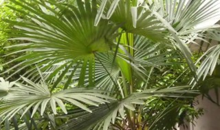 棕榈树怎么养 棕榈树怎么养护涨的快