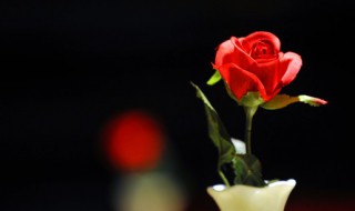 袖珍玫瑰花怎么养殖 玫瑰花种养技术