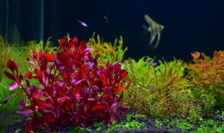 鱼缸里的水草怎么养 鱼缸里的水草怎么养能长得又好又多